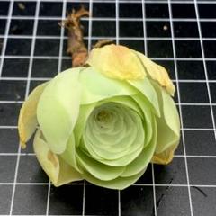 keiです。アエオニウム　グリーノビア　まとめ　値下げ中！ 新入荷 グリーノビア 白玉イエローローズ アエオニウム 特大