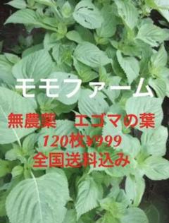 無農薬栽培 エゴマの葉 120枚