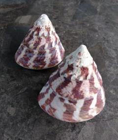 高瀬貝　タカセ貝　サラサバテイ　貝殻 高瀬貝（タカセ貝）の貝殻（約250g〜450g）（送料無料）（正規品