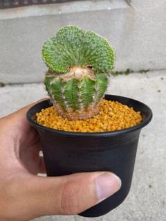 LF15 サボテン 菊水 実生苗 12本セット 楽天市場】多肉植物 サボテン 菊水 実生苗 約2.5cm-3cm 高級株
