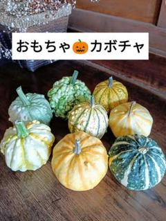 あかなまこ　ハロウィンディスプレイ　かぼちゃ本物　おもちゃかぼちゃ あかなまこ様専用 ハロウィンディスプレイ かぼちゃ本物