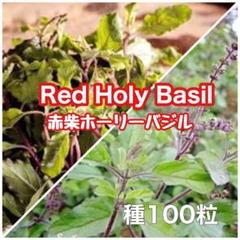 赤柴ホーリーバジルの種 100粒