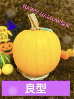 あかなまこ　ハロウィンディスプレイ　かぼちゃ本物　おもちゃかぼちゃ ハロウィン かぼちゃ 飾り」の人気商品一覧 | 安い商品を通販