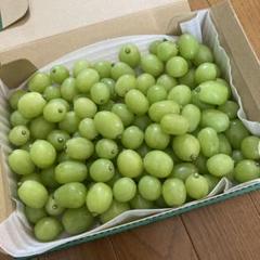 【数量限定値下！明日発送】シャインマスカット　摘みおとし　約1キロのサムネイル