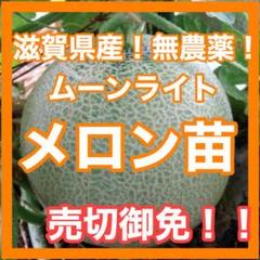 滋賀県産 高品質なメロンの苗 ・農薬化学系肥料不使用・滋賀琵琶湖の水で育てた苗
