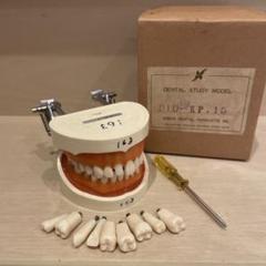 2025年最新】DENTAL STUDY MODELの人気アイテム - メルカリ