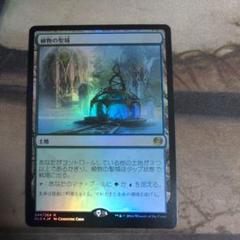 MTG　植物の聖域　初版　foil