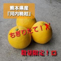 みちこ『 河内晩柑』箱込み19.9kg サイズMIX 熊本県産みかん『 河内晩柑』箱込み9.9kg サイズMIX - メルカリ