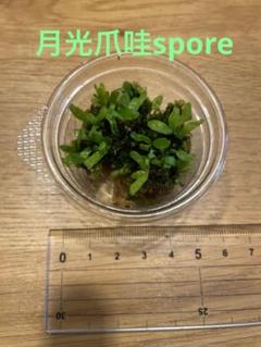 t*a様 月光ジャワ　spore ビカクシダ ビカクシダ 月光 (ウィリンキー ムーンライト ゲッコウジャワ