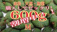 青ぽっくり・赤松・松葉・松葉ジュウス （松葉ジュース」の