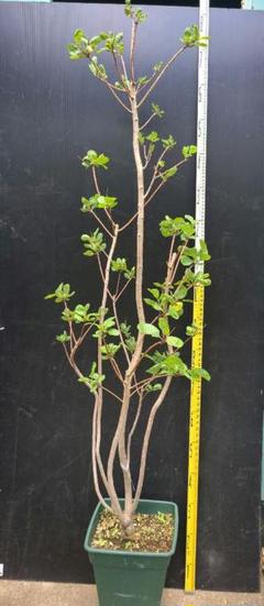 SW3スモークツリー白花接木高さ90cm~6号鉢物大苗マロンホワイト SW3スモークツリー白花接木高さ90cm6号鉢物大苗マロンホワイト