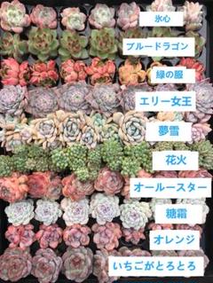M17 鮮やかな厳選の10種 70苗セット多肉植物  韓国苗 サボテン 土と根付 M17 鮮やかな厳選の10種 70苗セット多肉植物 韓国苗 サボテン 土