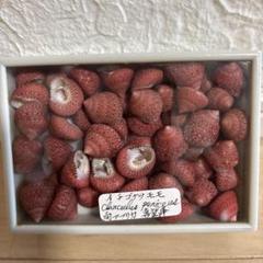 イチゴナツモモ54個　南アフリカ産　喜望峰産 イチゴナツモモ54個南アフリカ産喜望峰産