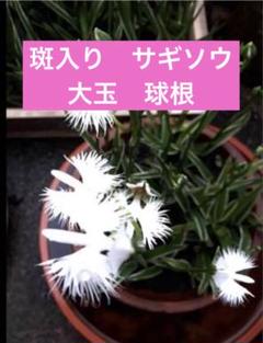 2025年最新】サギソウ 斑入りの人気アイテム - メルカリ