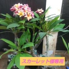 プルメリア5号鉢 3品種セットボレロのみ花付き シンガポール