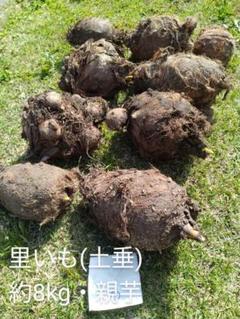 守崎雅志！里いも(土垂)・親芋約8kg×2・栃木県産①②