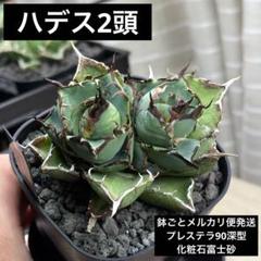 【胴切り胴元株】ハデス2頭+仔株1つ　鉢ごとメルカリ便発送 胴切り胴元株】ハデス2頭+仔株1つ 鉢ごとメルカリ便発送 - メルカリ