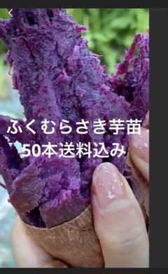 ふくむらさき芋苗800本セール ふくむらさき【登録品種】(ふくむらさき) サツマイモ切苗 通販の