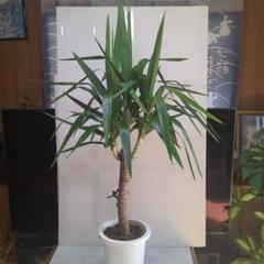 ユッカ。観葉植物。鉢ごと発送いたします。 - メルカリ