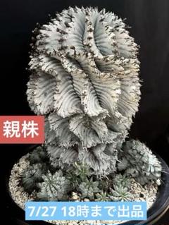 Ryo ユーフォルビアホリダ 関上No.1ゼブラホリダ 純血統 S胴太B ユーフォルビアホリダ 関上No.1ゼブラホリダ 純血統 SSSランク