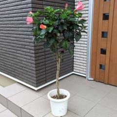 鉢花ハイビスカススタンド仕立て ねじり仕立て 3色咲き 8号鉢