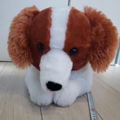 12月限定！新品☆2個セット【★コーイケルホンディエのおでこちゃん】★ぬいぐるみ ≪11月の新商品≫コーイケルホンディエのおでこちゃん-NEW ITEM
