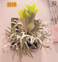 確認4 P.willinckii 'Jenny' TC株　④ ビカクシダ P.willinckii 'Jenny' TC株 1株 - メルカリ