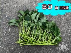 #まーーー❤※プロフ必読※ 紅はるか切り苗300本 yoshitaninougei_satumaimo01