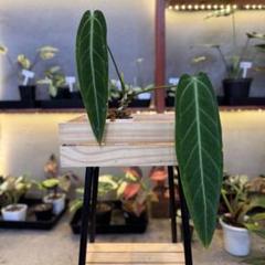2025年最新】anthurium warocqueanumの人気アイテム - メルカリ