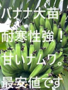 ⭐︎組み合わせ自由⭐︎ バナナ苗 2本セット ナムワ系など 国華園オンラインショップ / バナナ苗
