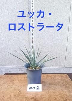 2025年最新】ユッカロストラータ 実生の人気アイテム - メルカリ