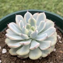 3点　ピンクミニマ覆輪錦　群生　希少　多肉植物 ピンクミニマ錦 覆輪錦 生長記録｜🍀GreenSnap（グリーンスナップ）