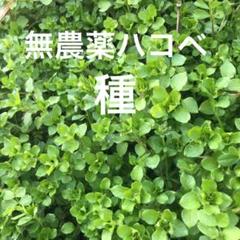 天然無農薬 ハコベ 種 300粒 種まき用 インコ エサ 餌