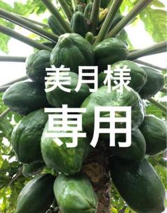 青パパイヤ