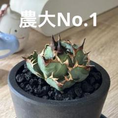 アガベ チタノタ　農大NO.1　強棘・短葉タイプ　【鉢ごと発送】大株 アガベ・チタノータ・農大（Agave titanota）の紹介 – ゆるぷ