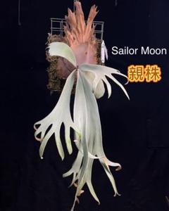 P.Willinckii cv セーラープルート OC pup 子株 P. willinckii'Sailor Saturn' もう'推し活'は古い様で最近は'推