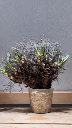 コレクション株　大きめの　チレコドン　レティキュラータス　発根済み plants230927k44-247x296.jpg