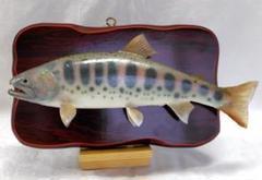 AISO ウグイ　魚の剥製　木製フレーム 約60x40cm AISO ウグイ 魚の剥製 木製フレーム 約60x40cm