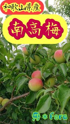 和歌山県産 南高 青梅 1kg~