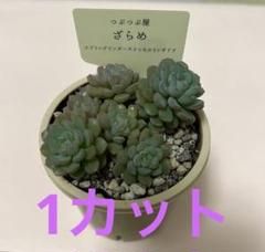 つぶつぶ屋さん　レアつぶつぶ交配３苗セット　※札付き つぶつぶ屋さん チロチロ抜き苗・札付き - メルカリ