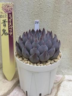 青鬼 札付きポットごとメルカリ便おらいさん苗ミックスベリア