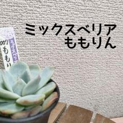 おらいさん苗 ミックスベリア エケベリア 多肉植物 まとめ売り