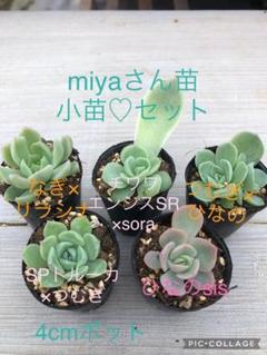 miyaさん 3点セット✡️ハル×つむぎ他✡️ミヤ苗 命名同士 多肉 抜き苗 miyaさん 3点セット✡️ハル×つむぎ他✡️ミヤ苗 命名同士 多肉