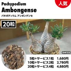 2025年最新】アンボンゲンセ 種の人気アイテム - メルカリ