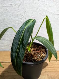 2025年最新】anthurium warocqueanumの人気アイテム - メルカリ