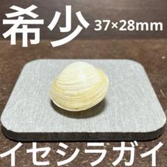 2025年最新】イセシラガイの人気アイテム - メルカリ