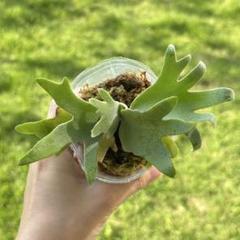 ◆◆◆ P.Willinckii ‘OMG’ spore（m-4） ◇◇◇ P.Willinckii 'OMG' spore（m-4）