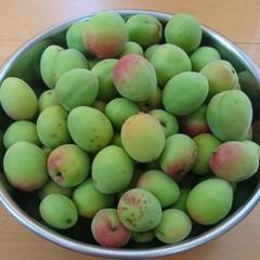 愛媛県 梅 無農薬 1.918kg