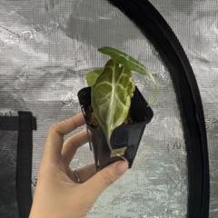 アロカシア ヴェノム Alocasia 'Venom' 管理番号s4 アロカシア ヴェノム Alocasia 'Venom' 管理番号m4 - メルカリ