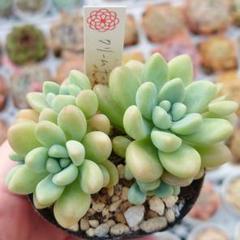 2025年最新】チーズ 多肉植物の人気アイテム - メルカリ